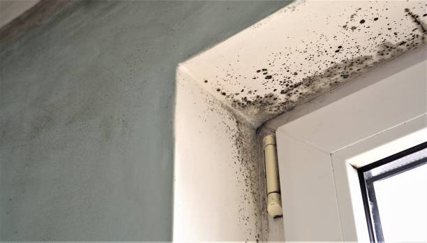 Best Environmental Consulting for Mold Prevention  in Mountain City, TN